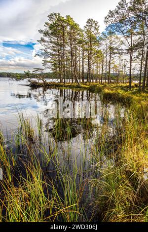 Pine trees Pinus sylvestris, stand tall in the Ancient Caledonian Pine Forest at Abernethy, & the Loch Garten reserve. Sunlight filters through agains Stock Photo