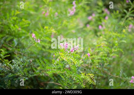 Natural background. Beautiful plant Indigofera flowering. Stock Photo