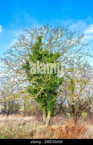Walnut tree (Juglans regia) in winter showing invasive growth of Ivy (Hedera) on trunk and branches - central France. Stock Photo