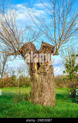 Willow tree (Salix alba) trunk heavily de-branched showing new growth - central France. Stock Photo