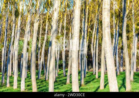Grove of Poplar (Populus tremula) trees growing for commercial use - central France. Stock Photo