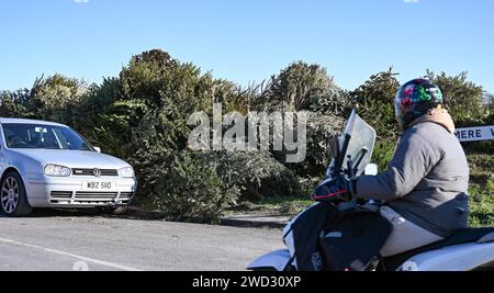Brighton UK 18th January 2024 -  Piles of discarded Christmas trees at a recycling point in Hollingbury Brighton nearly a month after Christmas Day in the UK : Credit Simon Dack / Alamy Live News Stock Photo
