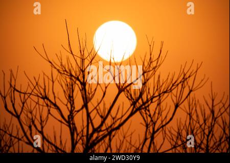 Winter dusk scene. Sunset behind the tops of tree branches. The orange sky and dry tree silhouettes resemble a painting. Stock Photo