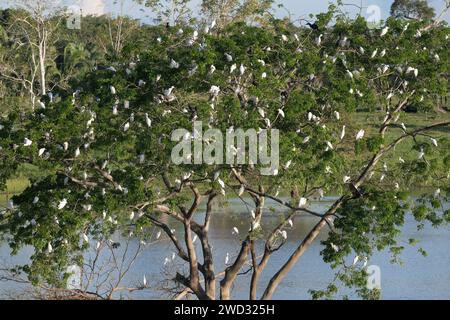 Western Cattle Egrets, Bubulcus ibis, roosting in a tree, late afternoon, Amazon Basin, Brazil Stock Photo