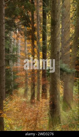 Blurred trees in autumn, abstract treatment with motion blur effect, fuzzy forest, Switzerland Stock Photo