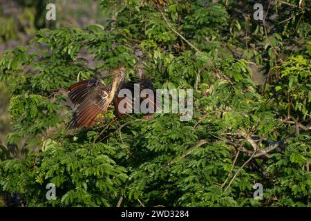 Three Hoatzin, Opisthocomus hoazin, in the forest, Amazon Basin, Brazil ...