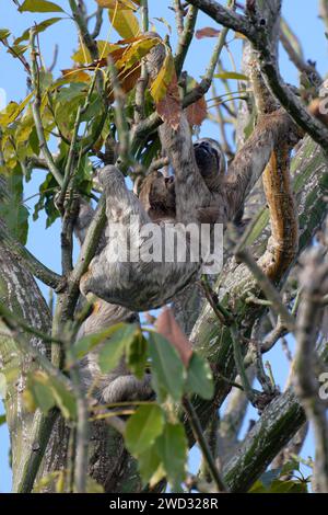 Brown throated Three toed Sloth, Bradypus variegatus, in a tree with juvenile, Amazon basin, Brazil Stock Photo
