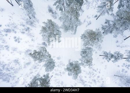 Aerial photo of frozen forest with trees covered in snow and ice. Winter landscape from aerial view. Stock Photo