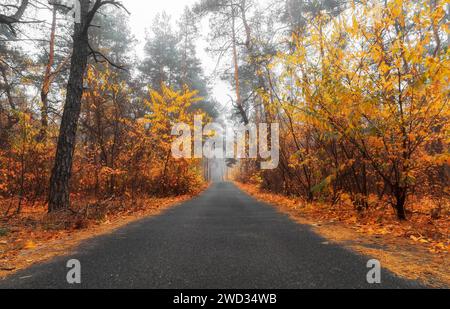 Asphalt road in foggy autumn forest with orange foliage. Autumn landscape. Stock Photo