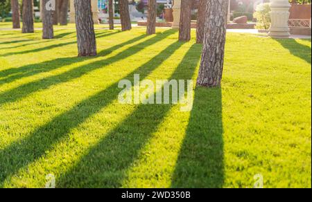 Green fresh lawn with trees at sunset in the park. Shadows from trees on the lawn. Stock Photo
