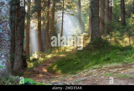 Beautiful forest landscape with sunbeams shining through the morning fog. Stock Photo