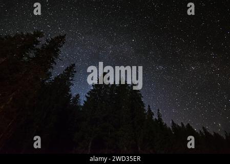 Starry night sky against a dark forest background. Beautiful night landscape. Stock Photo