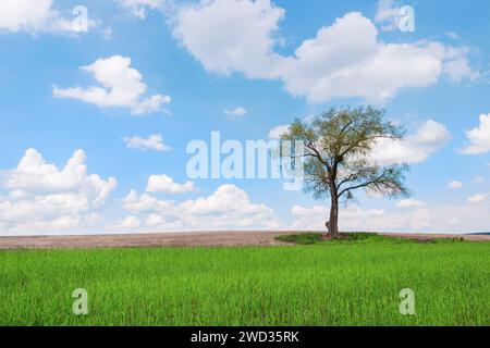Lonely tree in a green field against a blue sky with clouds. Stock Photo