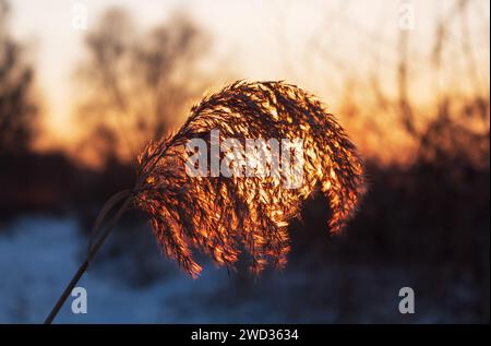 Pampas grass under the rays of setting sun. Natural background. Stock Photo