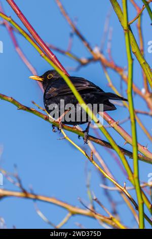 black bird perching on tree in park Stock Photo