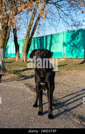 The dog's gaze into the distance Stock Photo