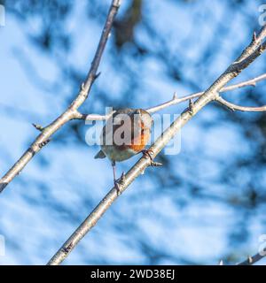 European Robin, Erithacus rubecula Stock Photo
