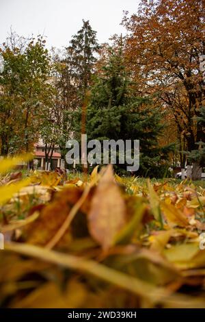 Golden autumn Stock Photo