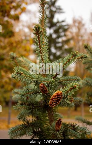 Golden autumn Stock Photo