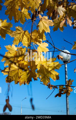 Golden autumn Stock Photo