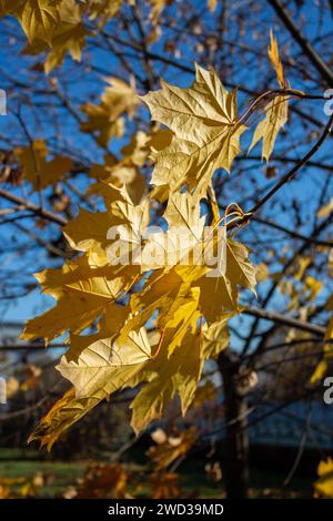 Golden autumn Stock Photo