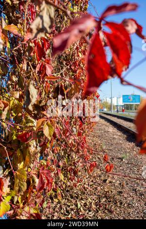 Golden autumn Stock Photo