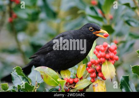 Eurasian blackbird Turdus merula, male feeding on holly berries, February. Stock Photo