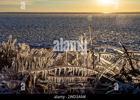 Harrison Twp., United States. 17th Jan, 2024. Harrison Twp, Michigan - Ice coated vegetation on the shore of Lake St Clair after a heavy rainstorm was followed by high winds and plummeting temperatures. Credit: Jim West/Alamy Live News Stock Photo