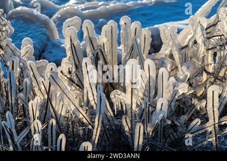 Harrison Twp., United States. 17th Jan, 2024. Harrison Twp, Michigan - Ice coated vegetation on the shore of Lake St Clair after a heavy rainstorm was followed by high winds and plummeting temperatures. Credit: Jim West/Alamy Live News Stock Photo