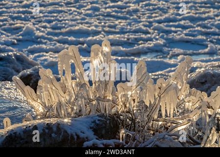 Harrison Twp., United States. 17th Jan, 2024. Harrison Twp, Michigan - Ice coated vegetation on the shore of Lake St Clair after a heavy rainstorm was followed by high winds and plummeting temperatures. Credit: Jim West/Alamy Live News Stock Photo