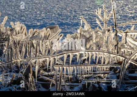 Harrison Twp., United States. 17th Jan, 2024. Harrison Twp, Michigan - Ice coated vegetation on the shore of Lake St Clair after a heavy rainstorm was followed by high winds and plummeting temperatures. Credit: Jim West/Alamy Live News Stock Photo