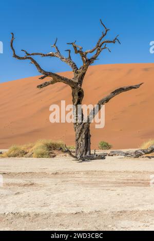 bid gnarled dead Camelhorn tree at pan with dune slope in background, shot in bright late spring light in Naukluft desert at Deadlvei, Namibia, Africa Stock Photo