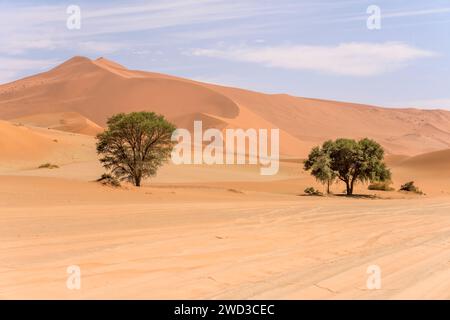 landscape with trees on sand road side  and shades of red on dunes in background, shot in bright late spring light in Naukluft desert near Sossuslvei, Stock Photo