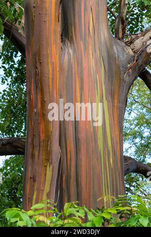 Eucalyptus deglupta, 'Rainbow Eucalyptus', Maui, Hawaii Stock Photo