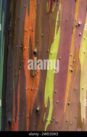 Eucalyptus deglupta, 'Rainbow Eucalyptus', Maui, Hawaii Stock Photo