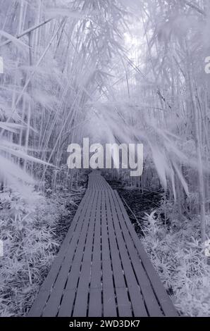 Bamboo Forest in Haleakala National Park, Maui, Hawaii Stock Photo