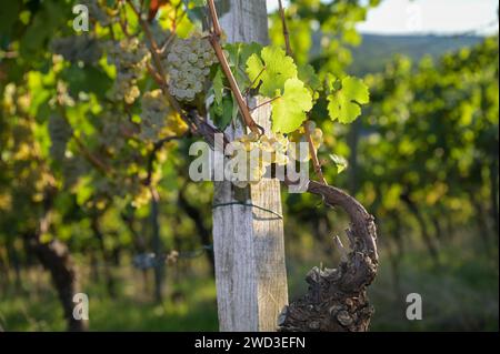 Green grapes in the vineyard shortly before the harvest in the evening sun Stock Photo