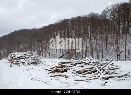 Logs stacked in piles beside a snow-covered road Stock Photo