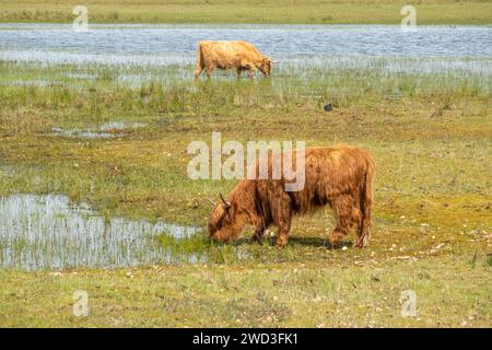 Two Scottisch Highland cows grazing near pond Laarder Wasmeer in nature reserve Goois Natuurreservaat, Hilversum, Noord-Holland, Netherlands Stock Photo