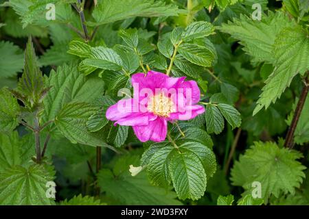 Rugosa rose, Rosa rugosa, also known as beach rose or Japanese rose, with pink flower in spring, Netherlands Stock Photo