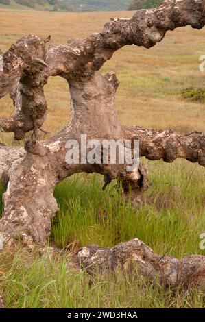 Oak along Trans Preserve Trail, Santa Rosa Plateau Ecological Preserve ...