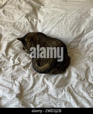 A cozy white comforter serves as the perfect bed for a peacefully sleeping cat Stock Photo