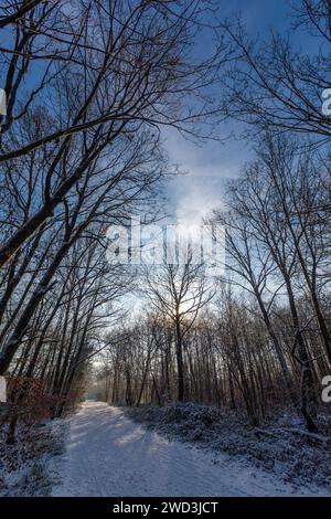 Forest path covered in snow on a cold and sunny winter morning, in the Clamart woods, France Stock Photo