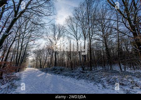 Forest path covered in snow on a cold and sunny winter morning, in the Clamart woods, France Stock Photo