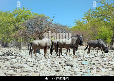 Herd of Blue Wildebeest standing on the rocky terrain next to lush green bush in Etosha National Park, Namibia Stock Photo