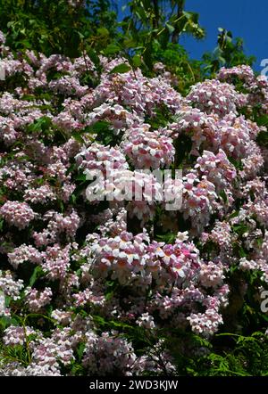 the beauty bush Stock Photo