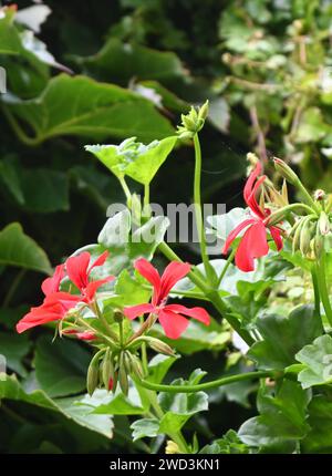 ivy geranium Stock Photo