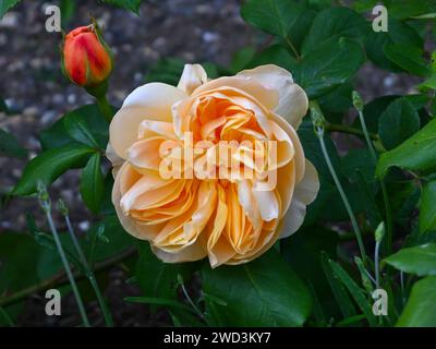 peach coloured rose Stock Photo