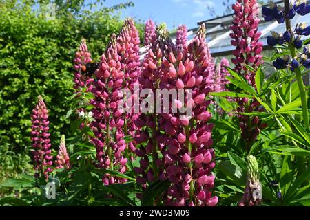 lupins in garden borer Stock Photo