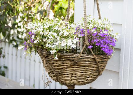 White and purple aubretia plant in a hanging basket outside a house. Stock Photo